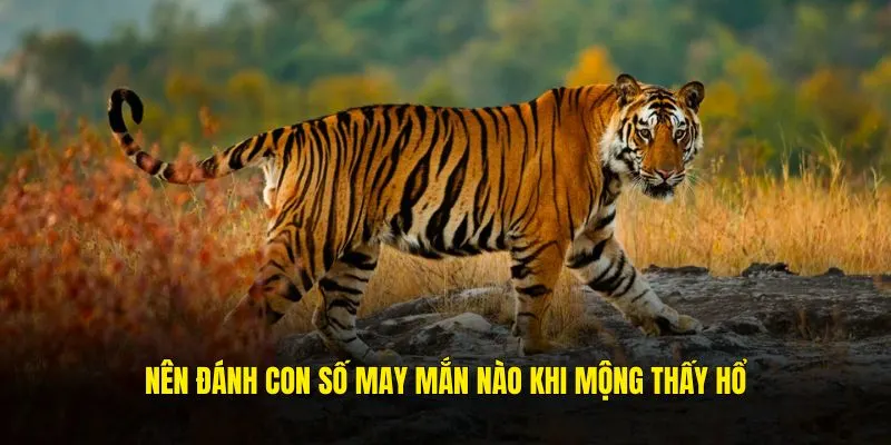 Nên đánh con số may mắn nào khi mộng thấy hổ