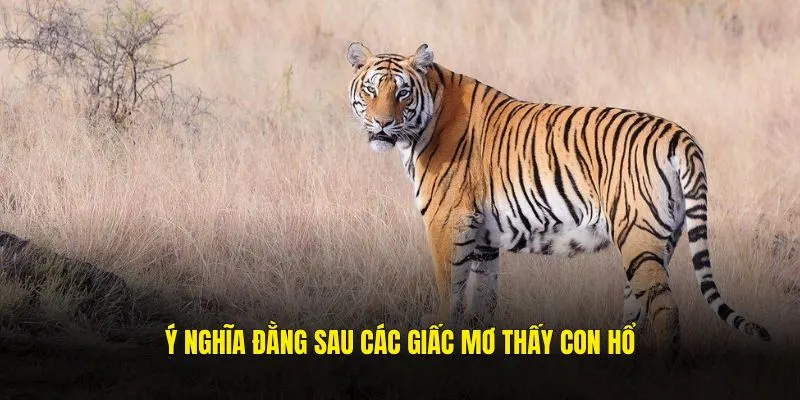 Ý nghĩa đằng sau các giấc mơ thấy con hổ